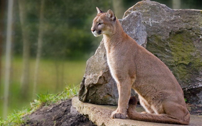 Обои картинки фото животные, пумы