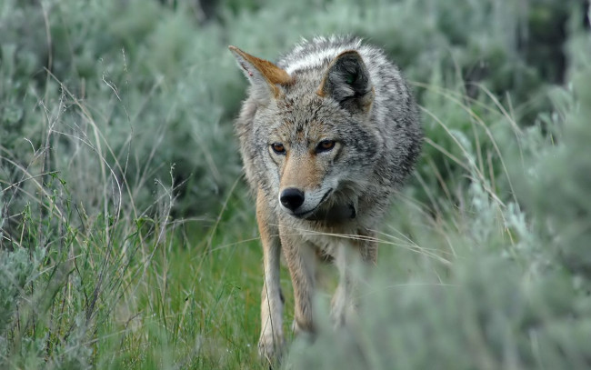 Обои картинки фото животные, волки