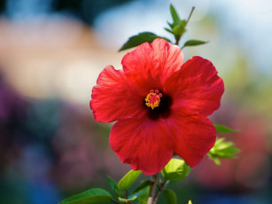 Картинка цветы гибискусы