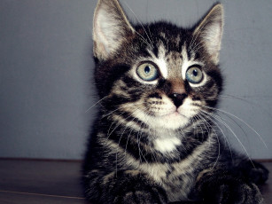 Картинка животные коты