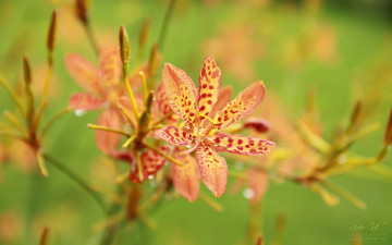 Картинка цветы орхидеи