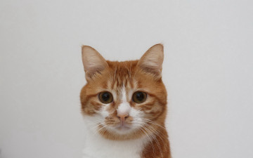 Картинка животные коты