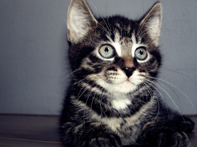 Обои картинки фото животные, коты