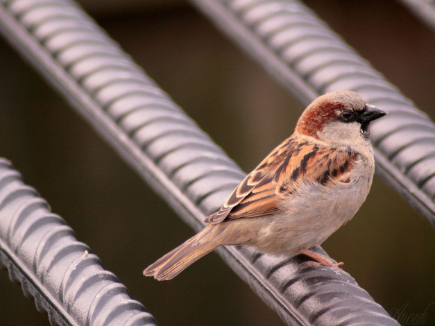 Обои картинки фото животные, воробьи