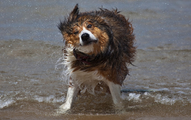 Обои картинки фото животные, собаки, трава, дерево, земля