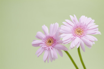 Картинка цветы герберы лепестки сиреневые