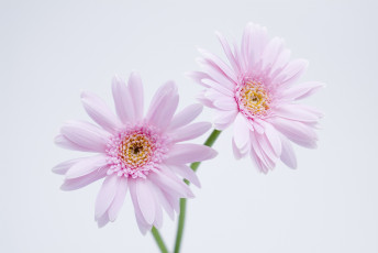 обоя цветы, герберы, сиреневые, белый, лепестки