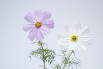 Картинка цветы космея сиреневые белые лепестки