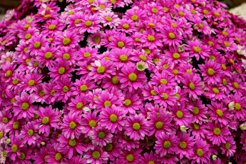 обоя цветы, хризантемы, яркий, розовый, много