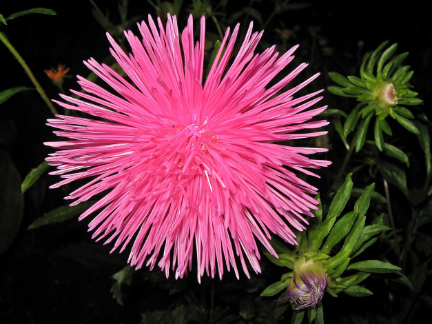 Обои картинки фото цветы, астры, бутоны, лепестки, тёмный