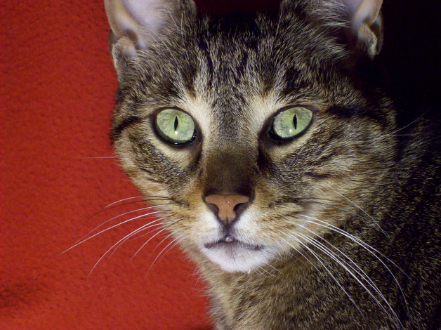 Обои картинки фото животные, коты