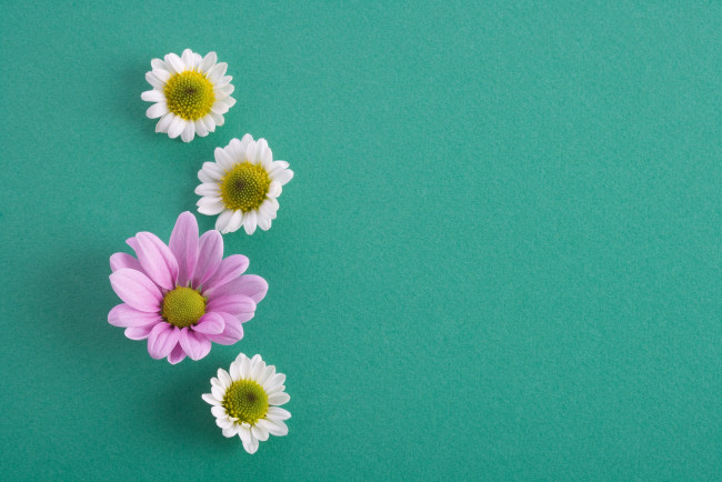 Обои картинки фото цветы, хризантемы, синий, лепестки, белые, сиреневые