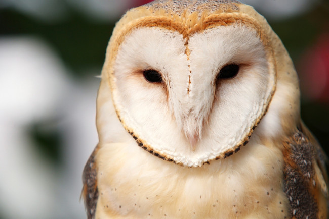 Обои картинки фото сипуха, животные, совы, глаза, белый