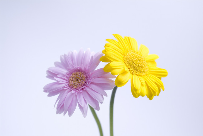 Обои картинки фото цветы, герберы, жёлтые, сиреневые, лепестки