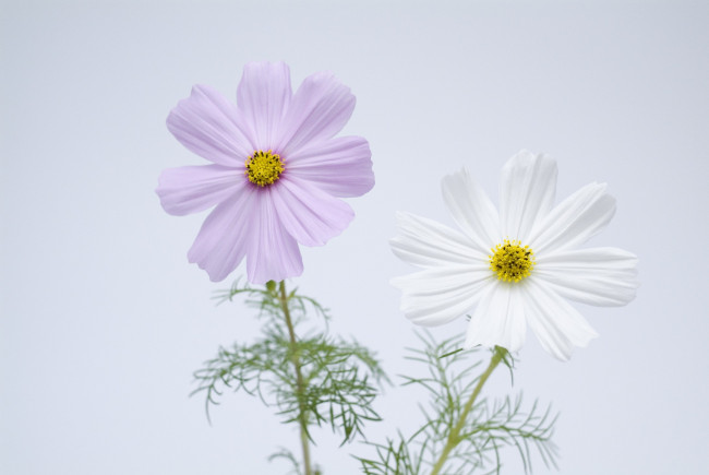 Обои картинки фото цветы, космея, сиреневые, белые, лепестки