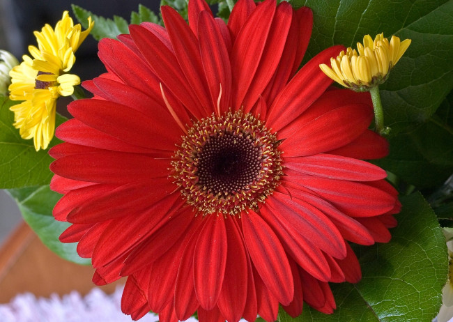 Обои картинки фото цветы, герберы, круглый, красный, большой