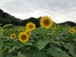 Картинка цветы подсолнухи