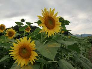 Картинка цветы подсолнухи