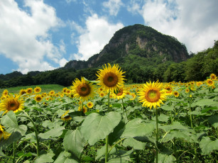 Картинка цветы подсолнухи