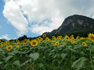 Картинка цветы подсолнухи