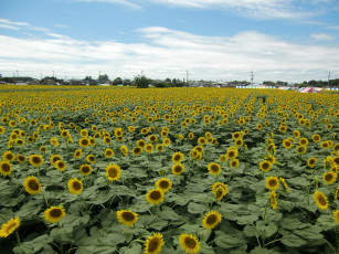 Картинка цветы подсолнухи