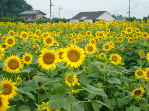 Картинка цветы подсолнухи