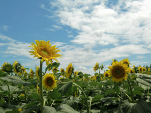 Картинка цветы подсолнухи