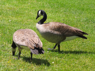 Картинка животные гуси