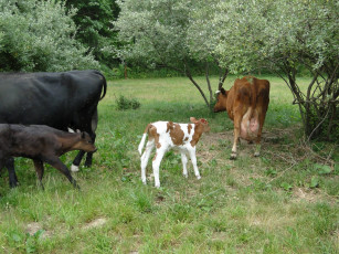 Картинка животные коровы буйволы