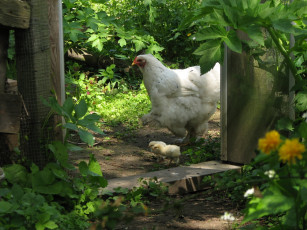 Картинка животные куры петухи курица