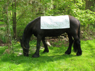 Картинка животные лошади