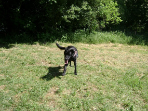 Картинка животные собаки