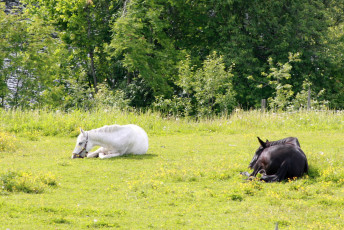 Картинка животные лошади