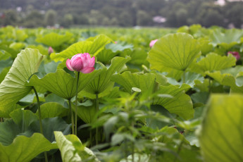 Картинка цветы лотосы лотос
