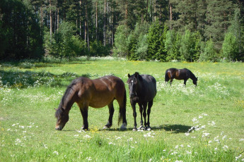 Картинка животные лошади