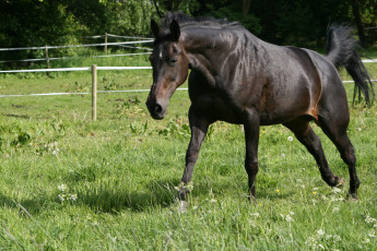 Картинка животные лошади