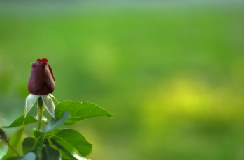 Картинка цветы розы бутон роза цветок зелень