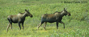 Картинка животные лоси