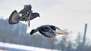 Картинка животные голуби