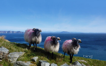 Картинка животные овцы бараны