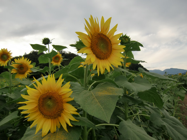 Обои картинки фото цветы, подсолнухи