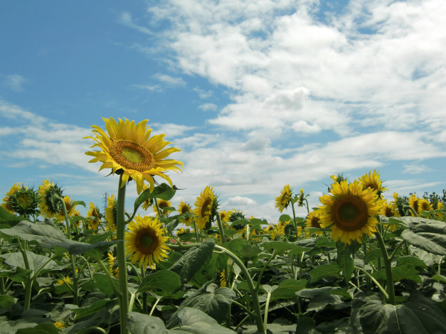 Обои картинки фото цветы, подсолнухи