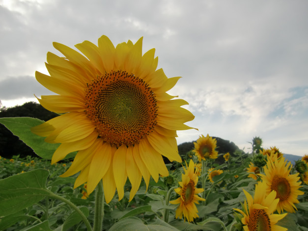 Обои картинки фото цветы, подсолнухи