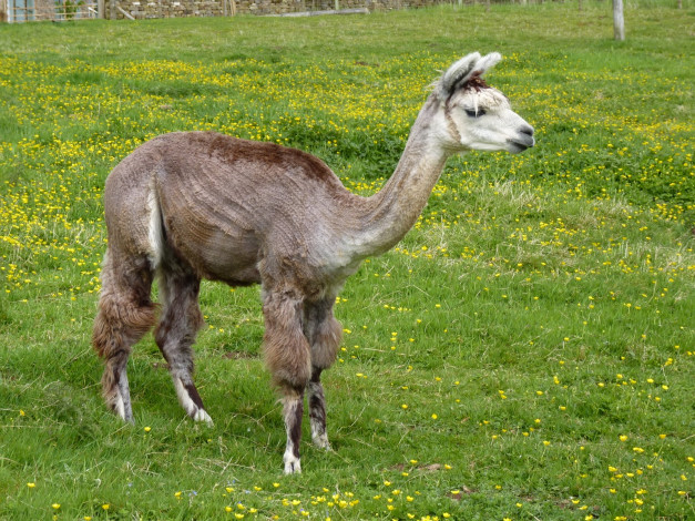 Обои картинки фото животные, ламы, лама