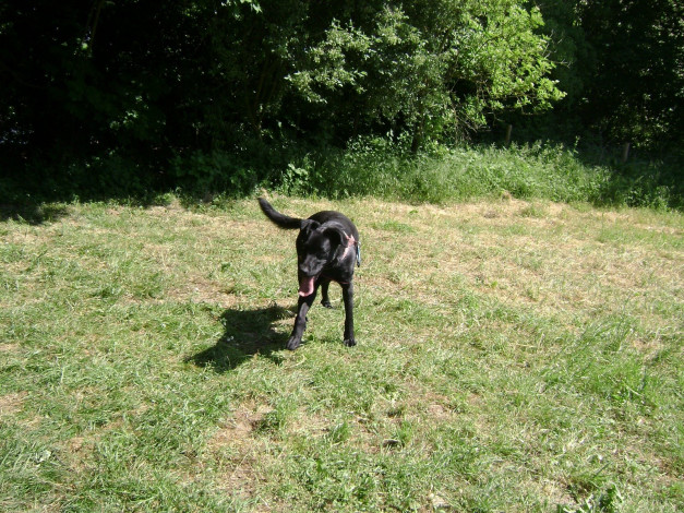 Обои картинки фото животные, собаки