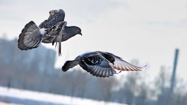 Обои картинки фото животные, голуби