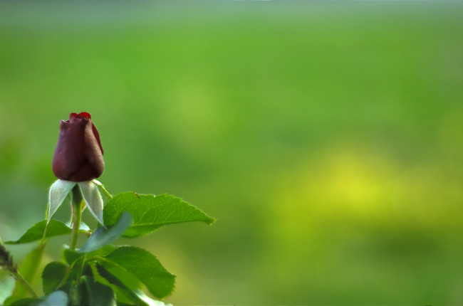 Обои картинки фото цветы, розы, бутон, роза, цветок, зелень