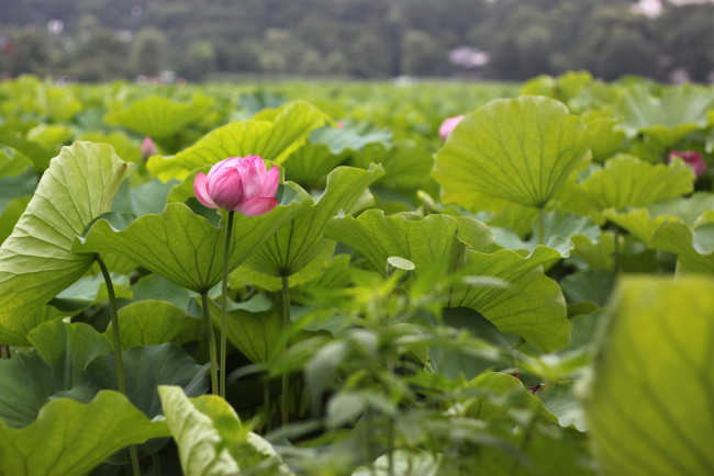 Обои картинки фото цветы, лотосы, лотос