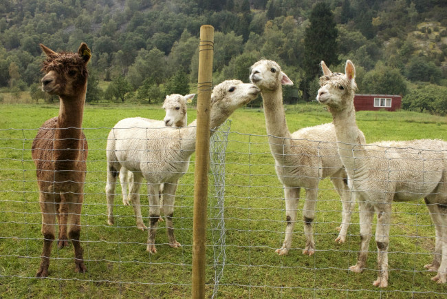 Обои картинки фото животные, ламы