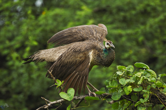Обои картинки фото животные, павлины, фазан